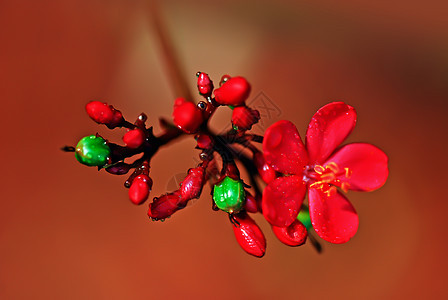 麻疯综合体环保花朵绿色灌木水果环境花园热带红色植物图片