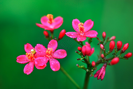 麻疯综合体植物热带材料环境红色花园水果环保花朵绿色图片