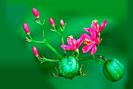 麻疯综合体红色水果环境花园热带灌木环保植物花朵绿色图片