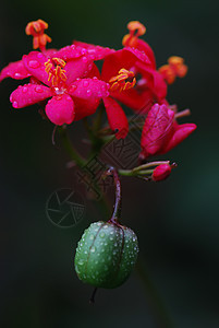 麻疯综合体材料花园绿色环保植物环境灌木花朵热带水果图片