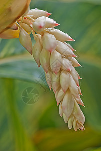 不同壳牌金洁贝壳花朵黄色热带环境绿色白色花园环保杂色图片