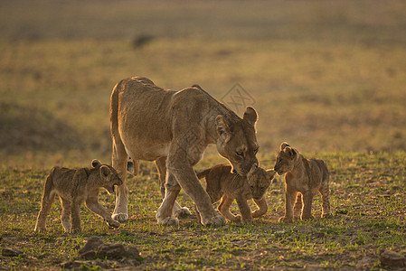 狮子狮家庭毛皮哺乳动物猫科动物捕食者假期旅游野生动物食肉荒野图片