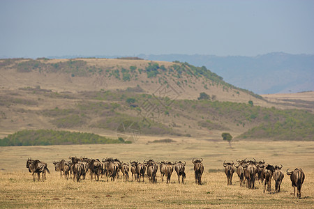 斑斑蛇组移民动物牛羚羚羊旅行野生动物图片