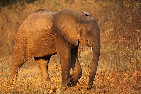 年轻的大象动物野生动物假期旅行旅游环境图片