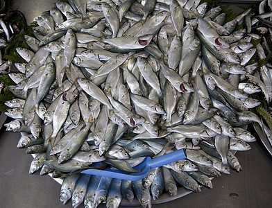 供出售的沙丁鱼火鸡水平传统钓鱼市场海洋销售食物海鲜商业图片