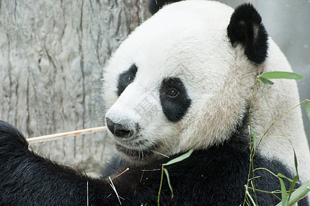 熊猫在动物园吃竹子荒野大熊猫野生动物哺乳动物图片