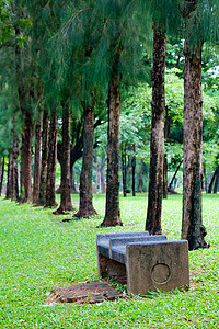 绿公园国家场景椅子木头季节植物树木家具长椅叶子图片