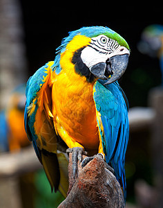 彩色金刚鹦鹉羽毛动物群眼睛绿色荒野动物园异国翅膀鹦鹉热带图片