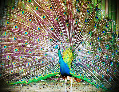 孔雀仪式蓝色热带野生动物尾巴绿色公鸡脖子水平野鸡图片