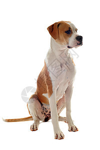 美国斗牛犬棕色白色小狗动物女性工作室斗牛犬宠物犬类图片