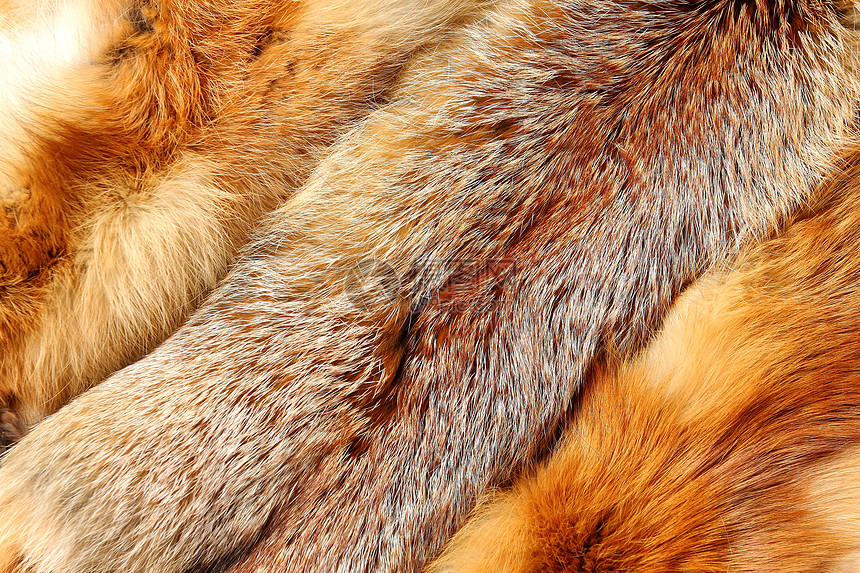 狐狸毛皮头发皮毛衣服动物棕色跌倒赃物皮肤打猎图片