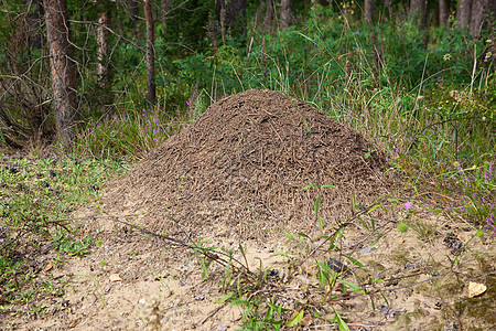 Anthill 山丘植物生态动物工人职业昆虫荒野团体森林野生动物图片