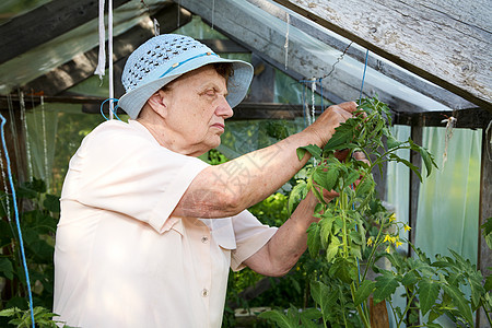 那个住在灌木丛中温室的老女人花朵老年花园园丁园艺个人作物退休果园园林图片