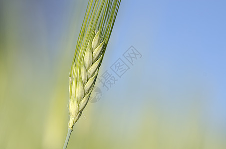 小麦小麦猛涨宏观乡村农村麦穗玉米天空农业麦田粮食背景图片