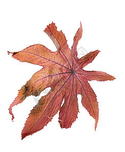 白色背景的干叶红色叶子季节堆肥雕刻腐烂植物图片