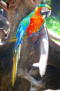 坐在地上热带眼睛红色野生动物鹦鹉宠物动物园鸟类金刚鹦鹉蓝色图片
