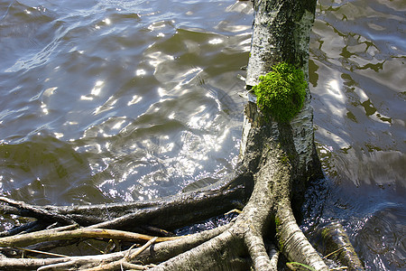伯赫树生态波浪苔藓孤独生活植物植被环境树木生长图片