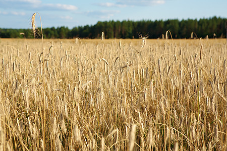 黄金小麦谷物生长面包植物稻草麦芽面粉农场村庄生育力图片