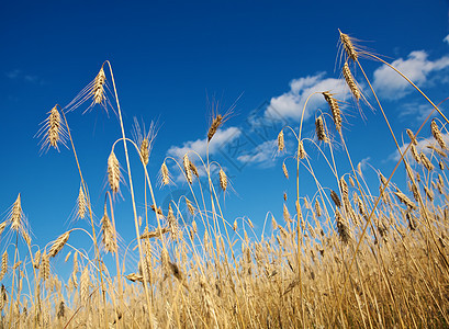 黄金小麦面粉食物国家种子栽培生长植物群谷物面包麦芽图片