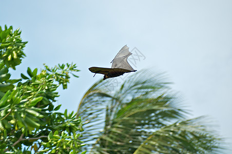 水果蝙蝠在飞行中图片