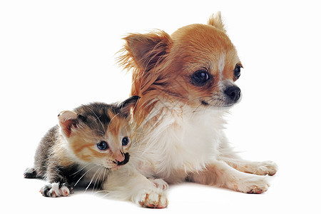 吉娃娃和小猫宠物棕色动物友谊朋友们工作室三色白色伴侣犬类图片