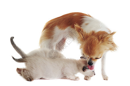 吉娃娃和暹罗小猫工作室动物朋友们宠物犬类白色友谊棕色连体舌头图片