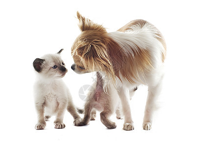 吉娃娃和暹罗小猫伴侣棕色友谊犬类工作室连体宠物动物白色朋友们图片