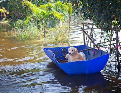 狗在看来 是满足的气旋风暴灾难场景飓风房子蓝色热带流动世界背景图片