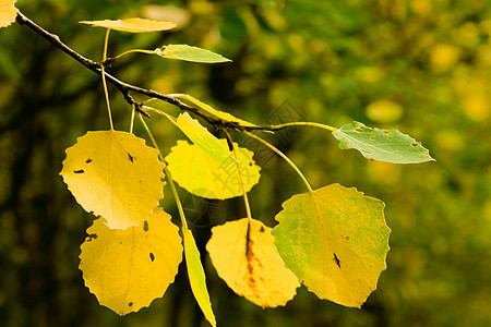 树枝的树枝 秋天有甲板叶子 连绿木也抵挡森林橙子季节风景木头植物活力金子阳光树木图片