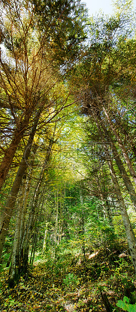 厚厚森林垂直全貌图片