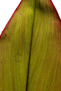 叶子线条红色绿色照片植物宏观背景图片
