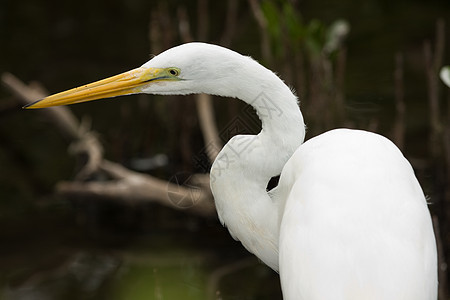 Egret 波斯音图片