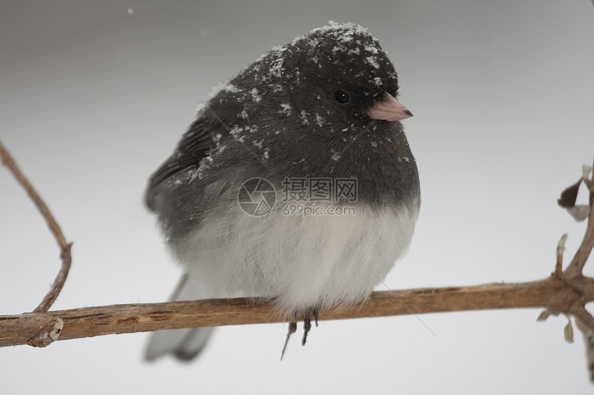 雪鸟白色库存灰色动物羽毛翅膀眼睛野生动物图片