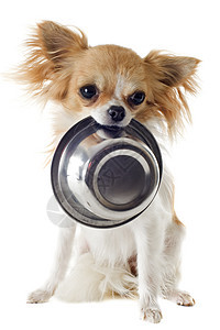 小狗吉娃娃和食物碗宠物白色食品犬类狗粮伴侣工作室棕色动物金属图片