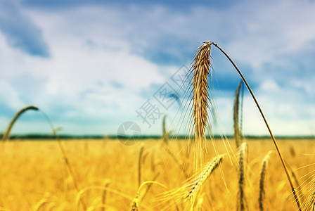 小麦田生长国家天空季节生产种子金子农场农村耳朵图片