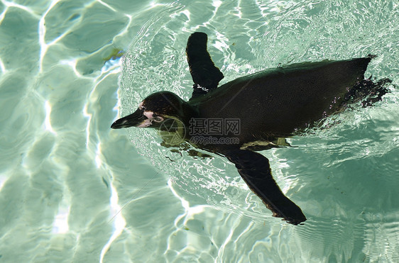 游泳企鹅鸟类海岸海洋动物野生动物羽毛涟漪蓝色鲈鱼阴影图片