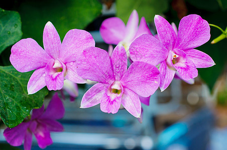 美丽的紫色兰花花瓣温泉花园图片