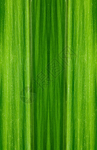 绿叶背景的格局宏观背景图片