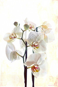 兰花花瓣白色植物图片