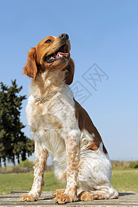 布里塔尼意大利语Name猎狗棕色宠物动物白色犬类蓝色舌头天空衣领图片