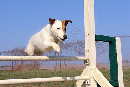 快速的鲁塞尔水槽犬类舞步动物白色宠物猎狗运动竞赛跳跃训练图片