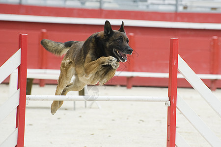 跳跃麦地诺动物棕色运动牧羊人宠物警觉竞赛犬类训练锻炼图片