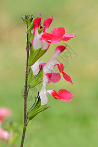 Salvia 微植物炎热嘴唇植物摄影树叶白色花园绿色双色图片