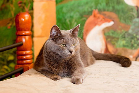 克雷猫姿势说谎猫科纺织品家具灰色宠物水平毛皮动物图片