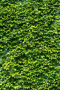 常春藤植物绿色叶子爬行者植物群藤蔓背景图片
