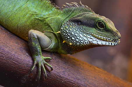 蜥蜴容器绿色捕食者荒野眼睛爬虫宠物热带动物园玻璃图片
