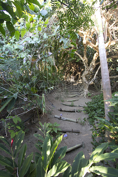 激烈的暴风雨丛林场景绿色风光叶子旅游冒险植物假期荒野旅行热带图片