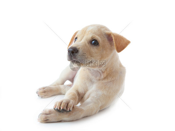 小狗狗在说谎宠物小狗哺乳动物犬类睡眠乐趣朋友头发棕色白色图片