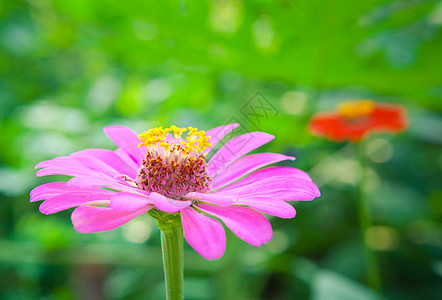 花朵多彩公园园艺国家生长季节荒野花园场景生活植物图片