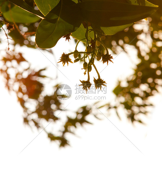 树叶和明亮的日光图片